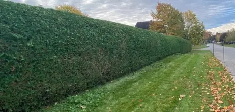 Taille de Haie de cèdres à Gatineau et en Outaouais