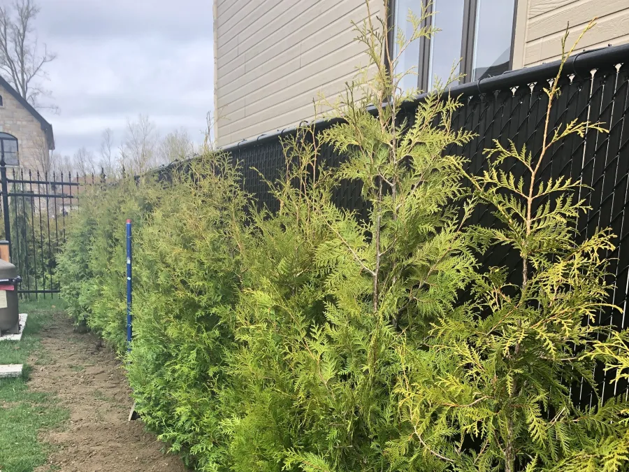 symetric_realisation_6_1x